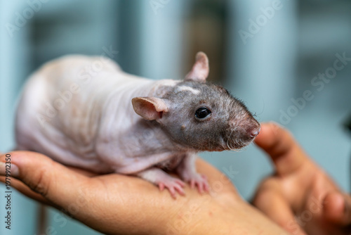 Εκτύπωση καμβά Hairless rat held by hands, exotic pet rodent, smooth skin, closeup detail, dome