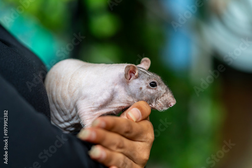 Obraz na plátně Hairless rat held by hands, exotic pet rodent, smooth skin, closeup detail, dome