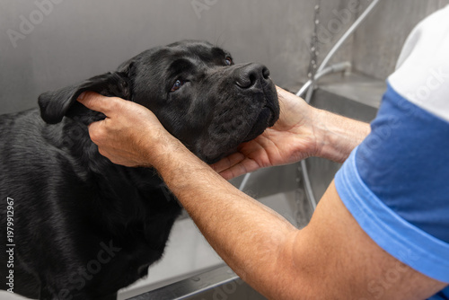 Calm black labrador receiving gentle handling in pet wash station, close view of owner supporting muzzle and ear area inside metal grooming tub