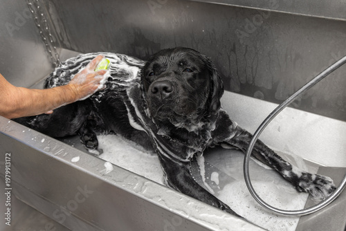 Obraz na płótnie Black labrador lying in foamy self service dog wash tub, owner scrubs wet back w
