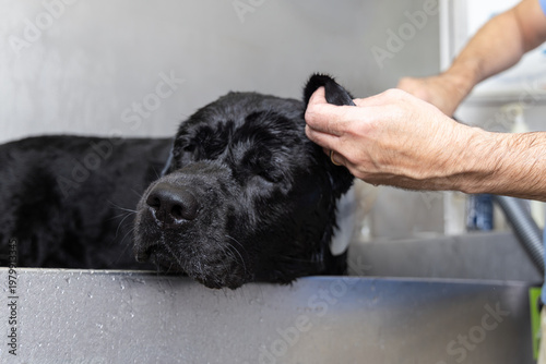 Black labrador resting in self service dog wash tub, owner gently lifts ear while wet dog leans its muzzle on bath edge with closed eyes creating calm pet care moment