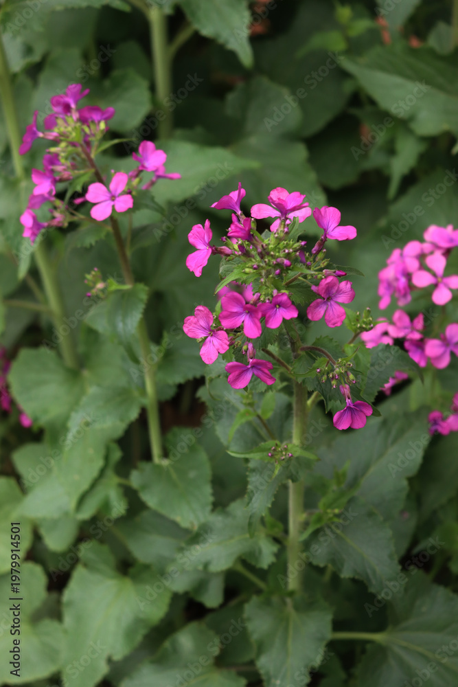 Obraz premium Close-up of pink flowers of Lunaria annua plant in the garden. Also called Silver dollar, Dollar plant, moonwort or Honesty