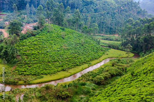 Cuadro en lienzo Tea plantation and winding stream in the hills near Nyungwe, Rwanda