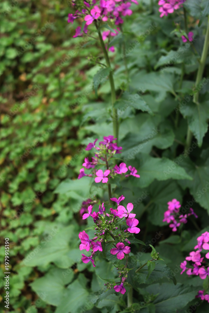 Fototapeta premium Close-up of pink flowers of Lunaria annua plant in the garden. Also called Silver dollar, Dollar plant, moonwort or Honesty