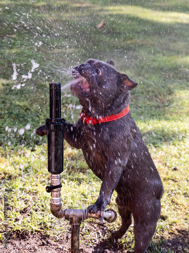 Funny blue French Bulldog standing on hind legs at garden sprinkler, water bursts into open mouth while splashes fill frame and create vivid playful portrait of soaked dog enjoying summer