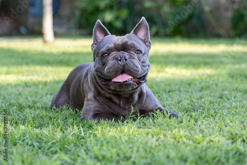 Blue French bulldog resting on bright backyard grass, front view close dog portrait with upright ears shining eyes open mouth and pink tongue showing happy relaxed pet enjoying warm daylight