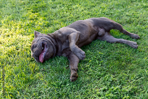 Blue French bulldog rolling on sunlit grass with tongue out and paws lifted, playful outdoor pet scene showing a relaxed compact body wrinkled muzzle and carefree backyard energy captured from above