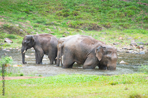 Canvas Print Indian elephants, wild herd taking a bath at waterhole, Anakulam near Munnar, wi