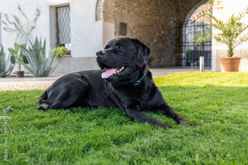 Purebred black labrador stretched across fresh grass beside stylish house, lifestyle pet scene featuring sleek coat bright tongue calm expression and confident presence that suggests leisure care