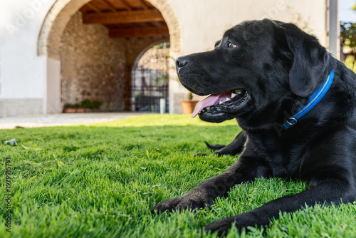 Pedigree black labrador in villa courtyard near a historic arched entrance, calm domestic dog lying on bright grass with attentive gaze visible tongue and sleek fur framed by rustic masonry residence