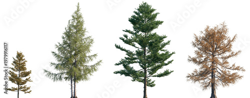 Set of autumn and summer Larix kaempferi and Larix laricina frontal street trees isolated png in sunny daylight on a transparent background perfectly cutout