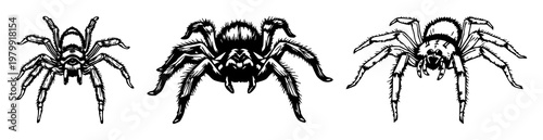 tarantula set with hand-drawn line art and fuzzy sketchy legs featuring tarantula, spider, arthropod with white background and black outline
