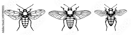 Cicadas set with sketchy black line art and detailed translucent wings featuring insect, arthropod, cicada imagery with natural texture and silhouette