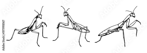 Praying Mantis set with hand-drawn organic art featuring strike pose, insect anatomy, invertebrate with wildlife and entomology on white background