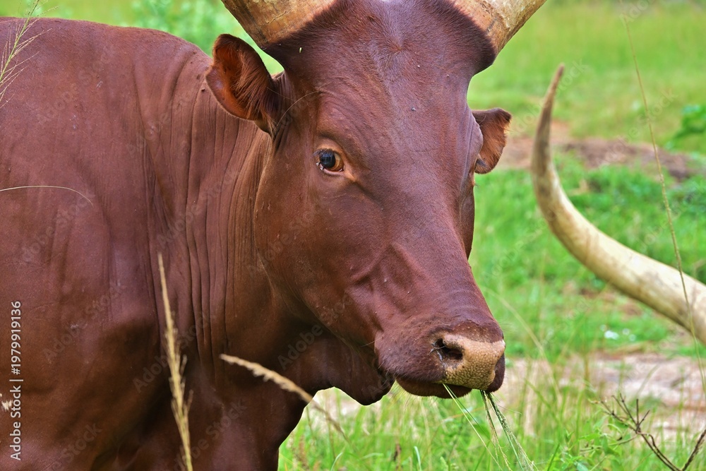 Αυτοκόλλητο The Ankole-Watusi is a modern African breed of domestic cattle