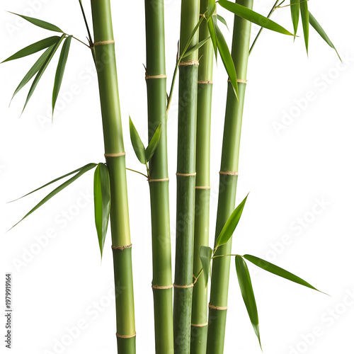 Green bamboo stalks with leaves isolated on transparent background
