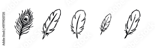 Hand-Drawn Feathers and Peacock Feather