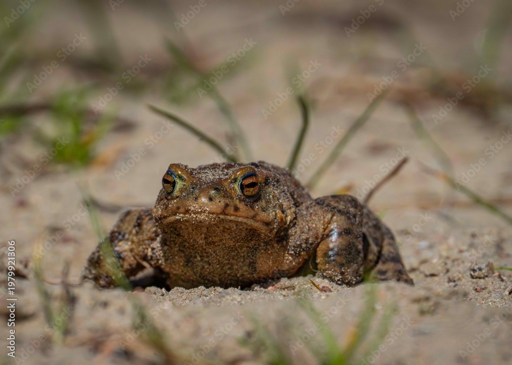 Fototapeta premium ropucha szara ( Bufo bufo ) wygrzewająca się na piasku