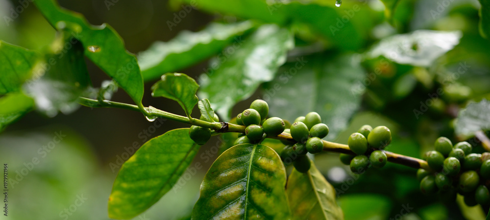 Fototapeta premium Coffee beans borne on trees in farms and gardens, raw coffee beans in the growing season and drops of water in the morning. 