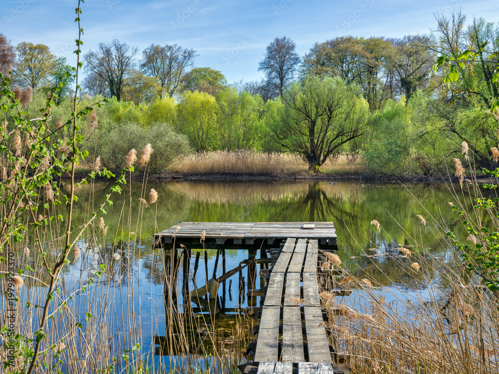 Fototapeta premium Frühling am Altrhein, Jockgrim, Rheinland-Pfalz, Deutschland