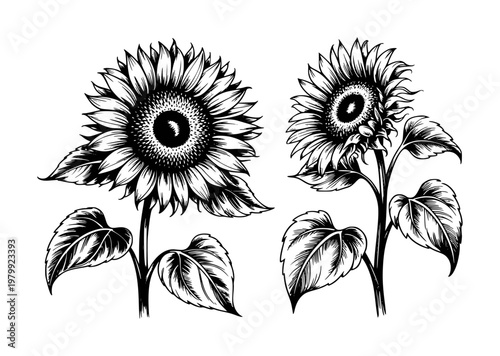 Detailed black and white ink of sunflowers with leaves a white background botanical