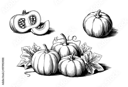 Hand-drawn black and white pumpkins and gourds with leaves white background autumn