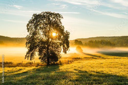 Sunrise on a field with a tree at misty sunrise near Mölndal in Sweden
