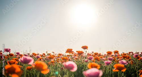Vibrant poppy field under a bright sky a colorful floral landscape