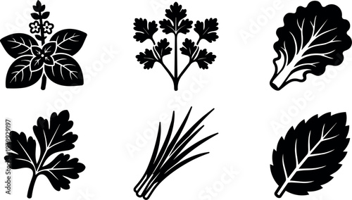 Black silhouette herbs basil parsley lettuce cilantro chives mint leaves set