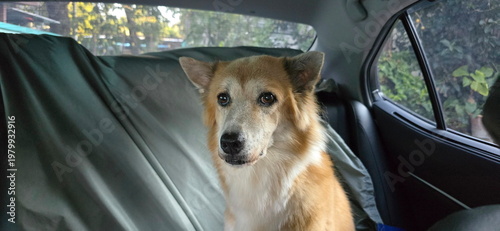 Foto Thai Bangkaew dog looks anxiously in car for its owner