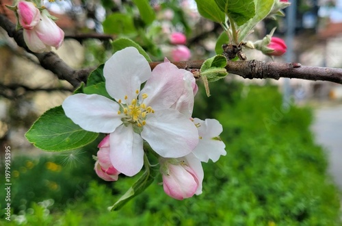 Apple tree blossom (Malus pumila)