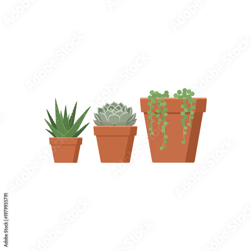 Vector illustration of three potted succulents: Aloe Vera, Echeveria, and String of Pearls
