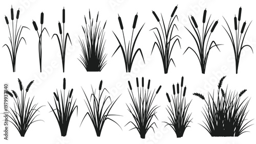 Collection of black silhouettes of various wetland plants reeds and aquatic grasses isolated on a white background.