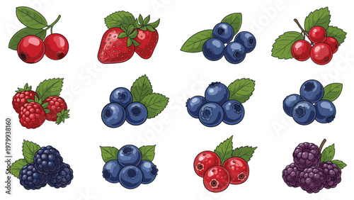Collection of various fresh forest and garden berries including strawberries, blueberries, raspberries, and blackberries for organic food designs.