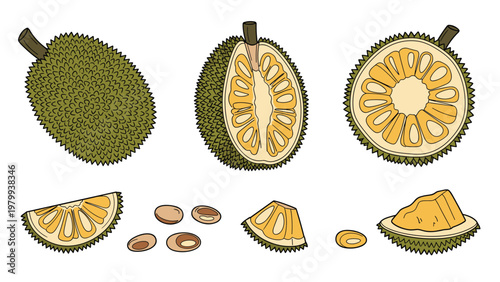 Detailed botanical illustration of whole and sliced durian fruits showing the spiky rind and creamy yellow pulp with seeds on a plain background.