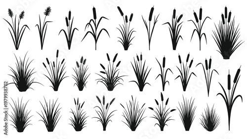 Silhouettes of various types of aquatic reeds and wild marsh grasses isolated on a white background for natural design elements.