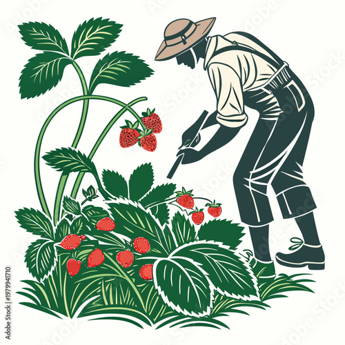 Vector illustration of a farmer picking strawberries from a lush green plant with ripe red fruit