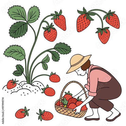 A cartoon illustration of a person picking strawberries from a plant with a basket full of fresh strawberries