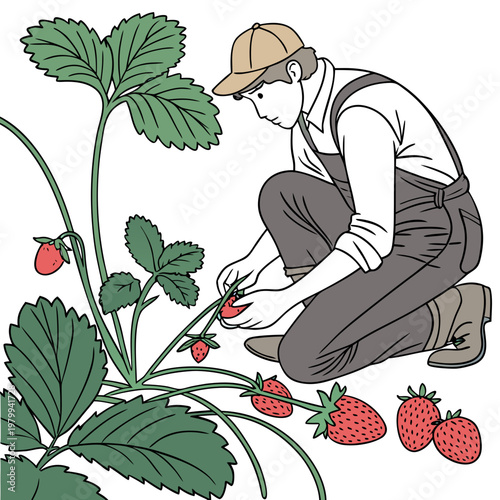 Man in overalls picking strawberries from a plant with green leaves and red fruit