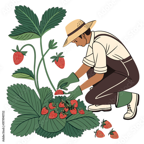 A man in a hat and gloves picking strawberries from a plant with green leaves and red fruit