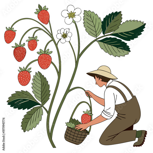 A man in overalls and a hat picking strawberries from a plant with a basket