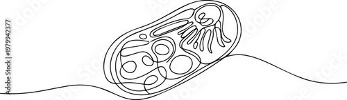 Bacteria Cell continuous one line drawing, Virus and bacteria continuous one line art drawing minimalist style isolate outline, Bacterial cells moving along line in white background. no editable