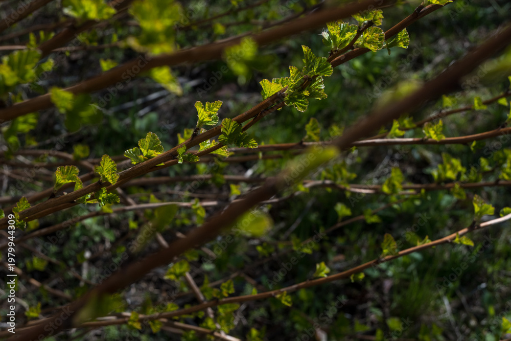 Fototapeta premium Fresh green spring leaves glowing on red-brown branches against dark shadowy background. Perfect for garden editorials, seasonal branding, and nature awakening content