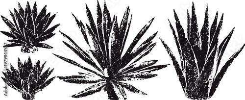 agave plants silhouettes set of desert succulents with sharp pointed leaves botanical nature shapes