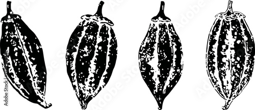 Hand drawn cacao pods illustration four vintage detailed cocoa fruit sketches