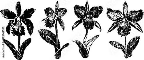 four vintage botanical orchid illustrations with detailed leaves and flowers in black and white engraving