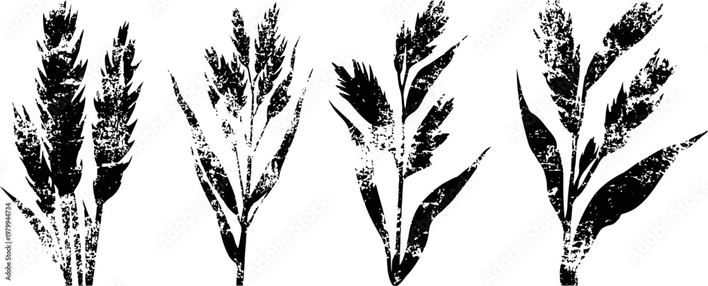 Fototapeta premium black ink botanical wheat and grass silhouettes with textured rustic design elements