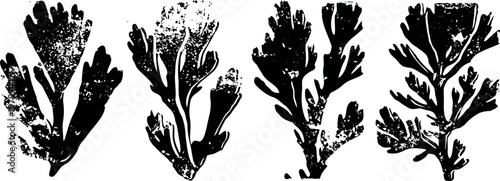 black ink seaweed silhouettes on white background marine plant art set