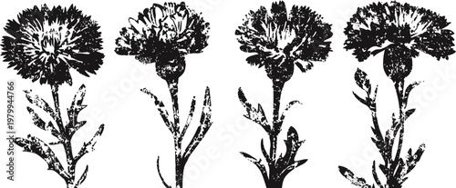 Black and white vintage carnation flowers clipart set with stems and leaves in silhouette