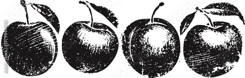 black and white sketched apples with leaves in vintage engraving